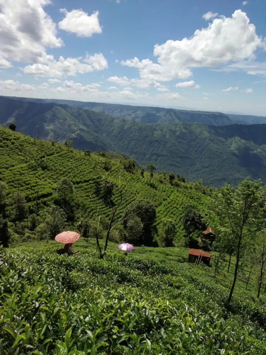 A Tea Garden Journey & Tasting