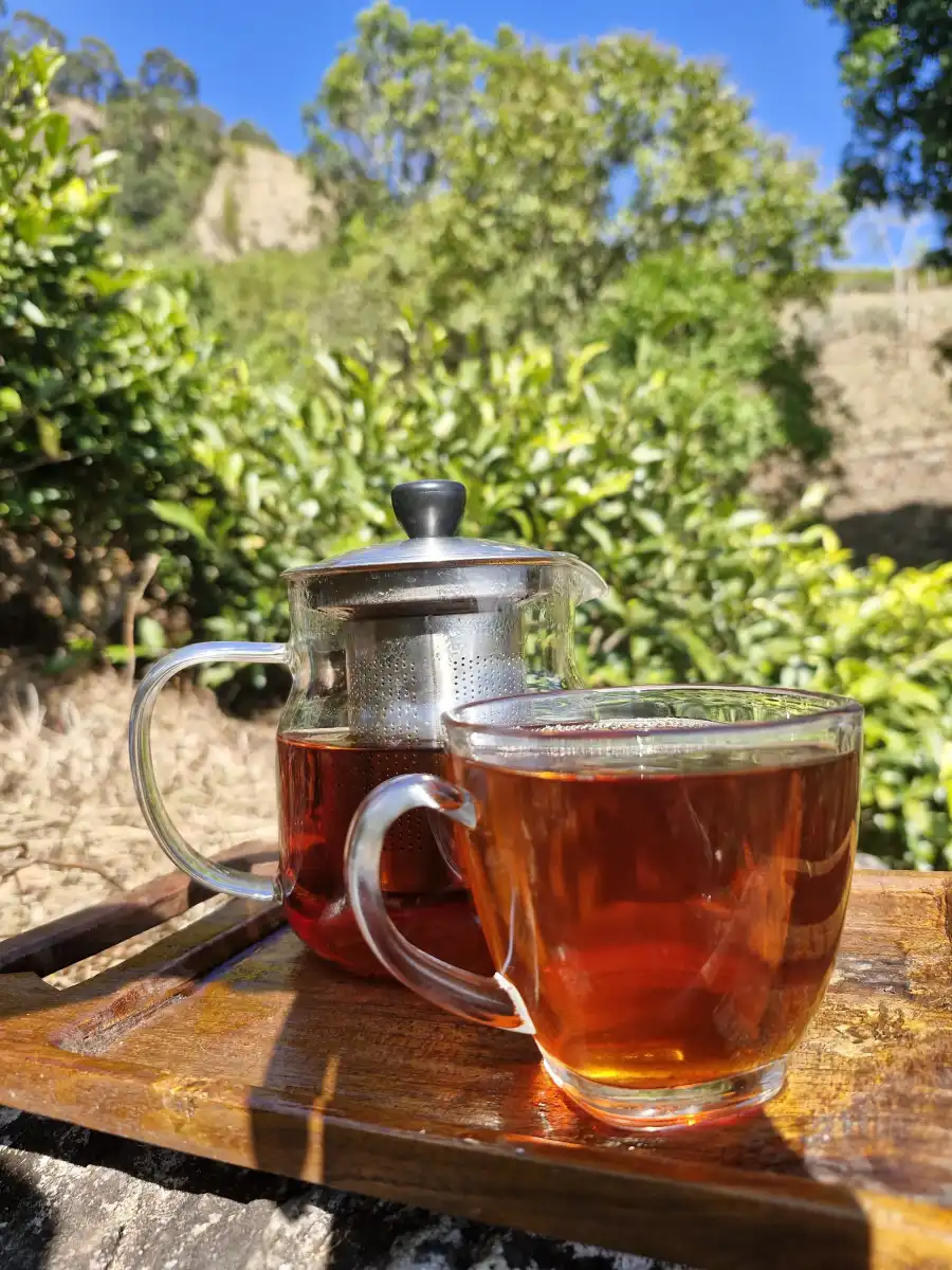 A Tea Garden Journey & Tasting