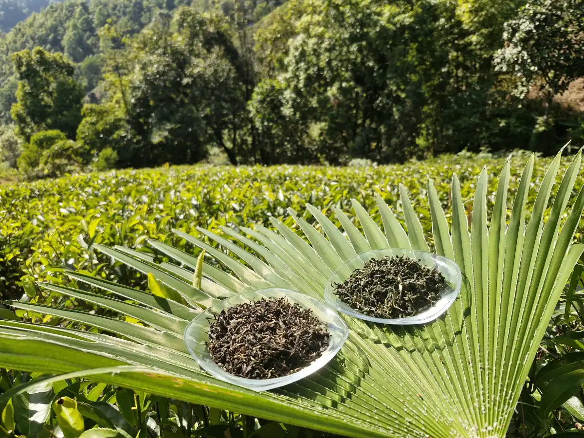 A Tea Garden Journey & Tasting